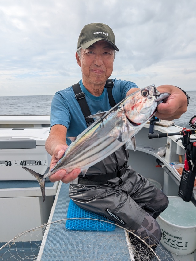 ホンガツオ(カツオ)