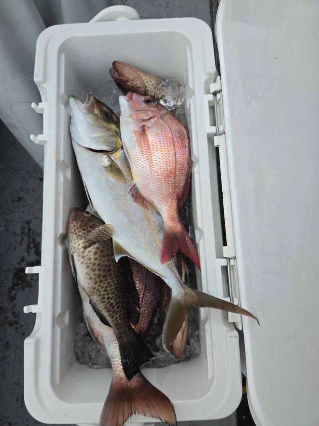 マダイ・カンパチ・イサキ・サバ(ゴマサバ)