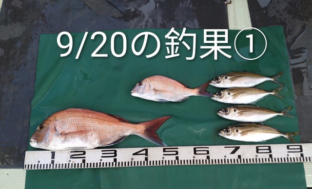 マダイ・マアジ