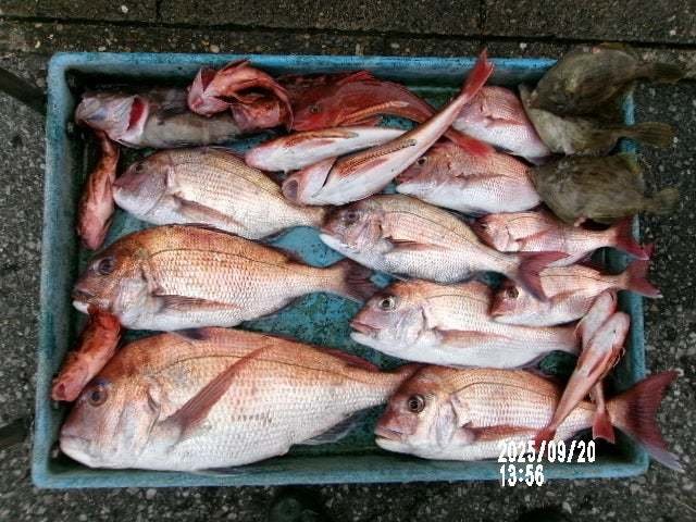 マダイ・マハタ・カサゴ・ホウボウ・カワハギ