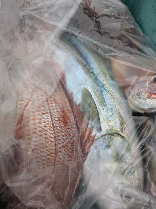 マダイ・ワラサ(ブリ)