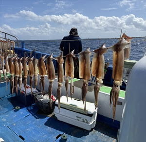 スルメ(スルメイカ)