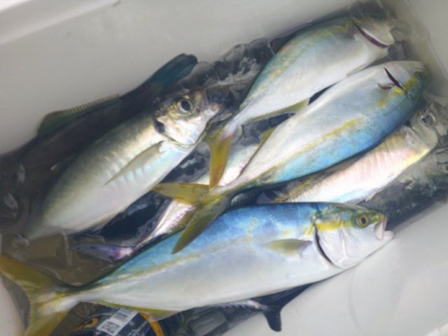 アジ(マアジ)・ワカシ(ブリ)