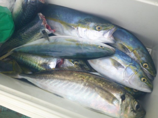 アジ(マアジ)・ワカシ(ブリ)