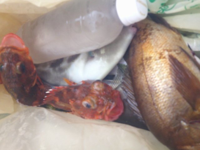 カサゴ・クロメバル(メバル)