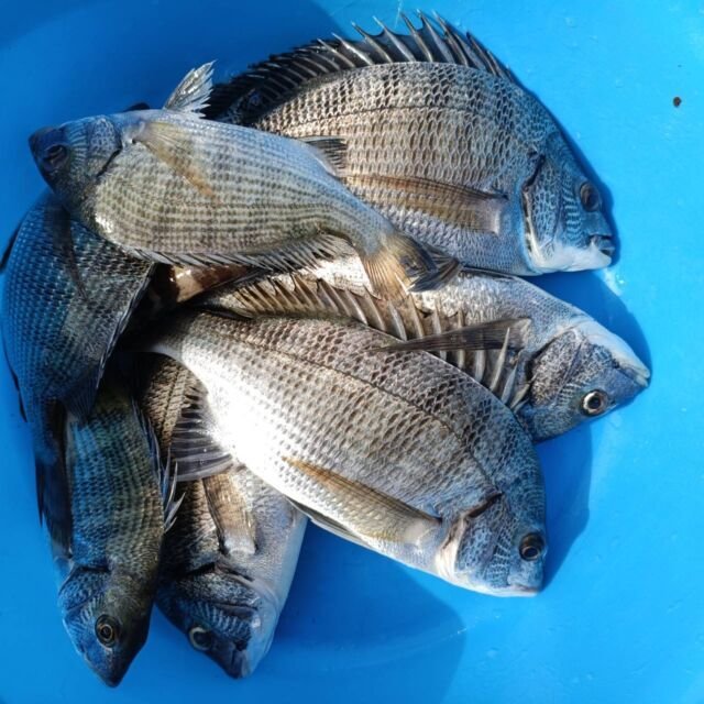 チヌ(クロダイ)