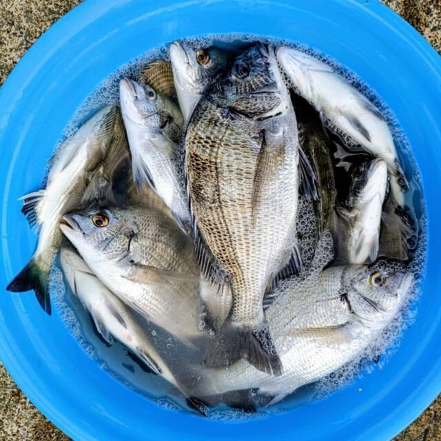 チヌ(クロダイ)