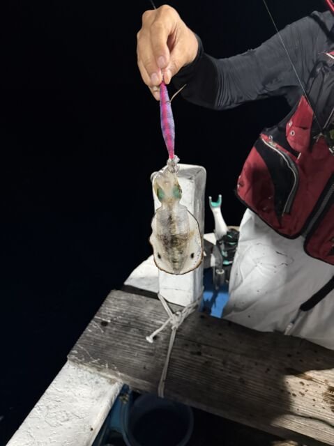 アオリ(アオリイカ)