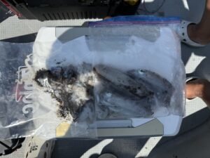 アオリ(アオリイカ)