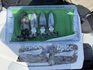 アオリ(アオリイカ)・イイダコ