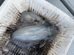 アオリ(アオリイカ)