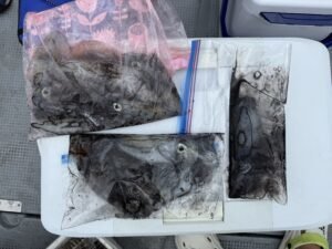 アオリ(アオリイカ)