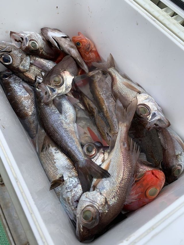 クロムツ・ドンコ(チゴダラ)・キンメ(キンメダイ)・シロムツ(オオメハタ)・ツボダイ