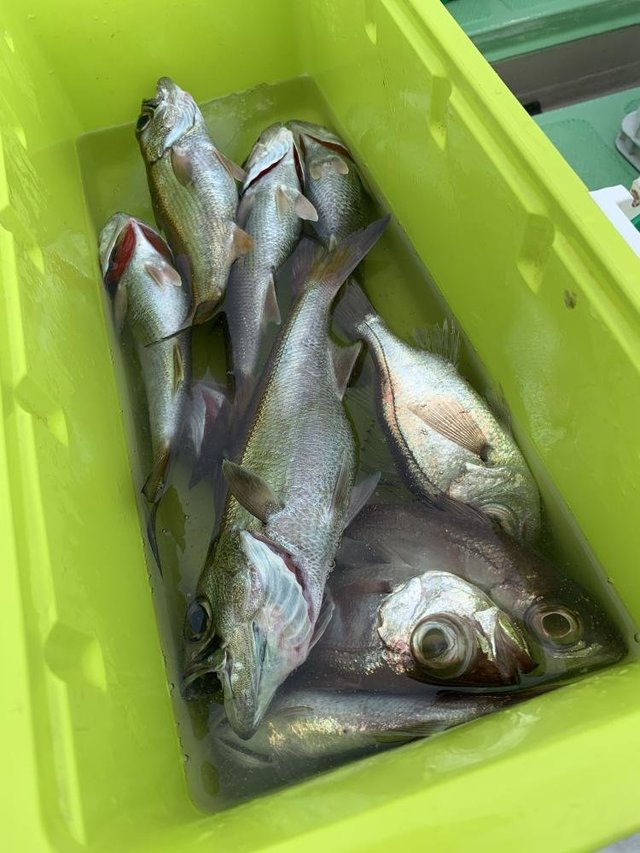 クロムツ・シロムツ(オオメハタ)