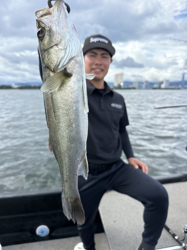 シーバス(スズキ)