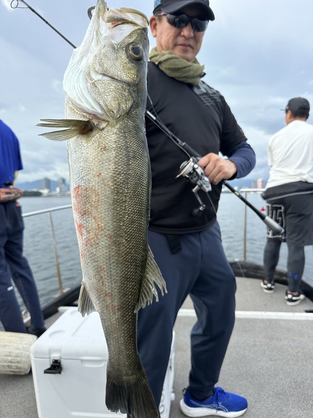 シーバス(スズキ)