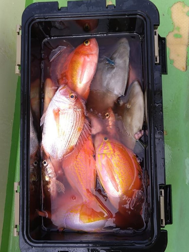 マダイ・アカイサキ