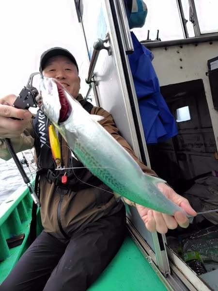 サゴシ(サワラ)