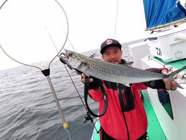 サゴシ(サワラ)