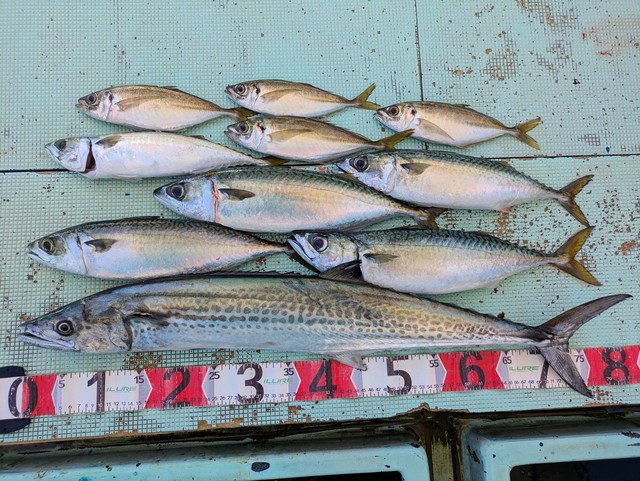 アジ(マアジ)・マサバ・サワラ