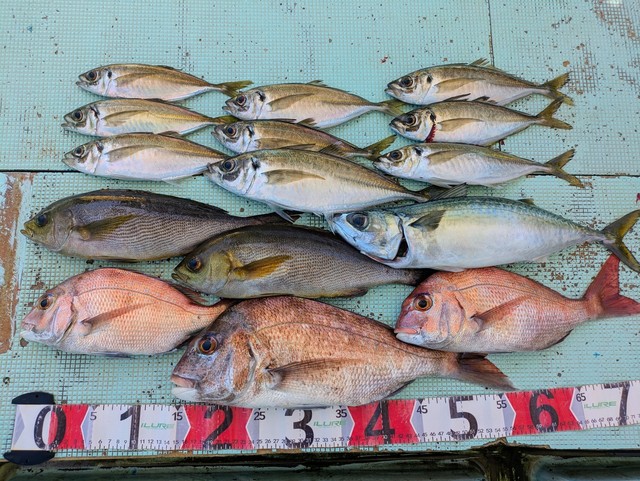 タイ(マダイ)・アジ(マアジ)・イサギ(イサキ)・マサバ