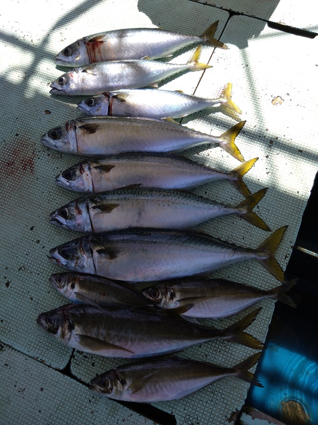 アジ(マアジ)・サバ(マサバ)