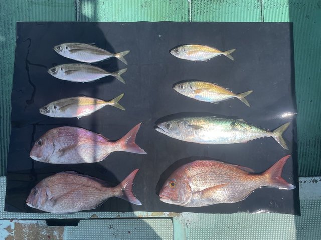 マダイ・ドンバク(メアジ)・マサバ