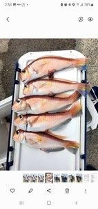 アマダイ(アカアマダイ)