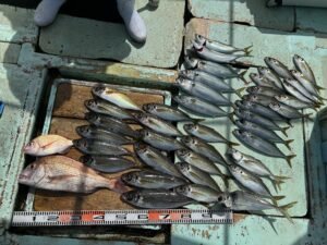 マダイ・マサバ