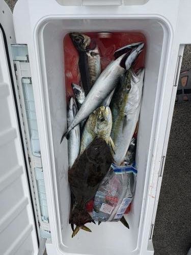 アジ(マアジ)・ヒラメ