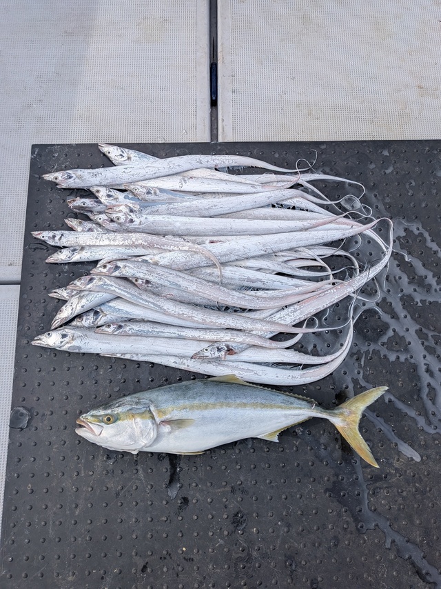 ブリ・タチウオ