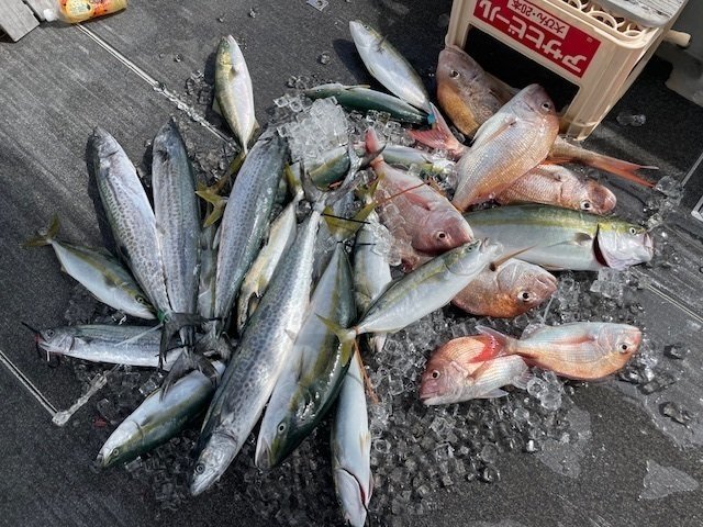 マダイ・ハマチ(ブリ)・サワラ