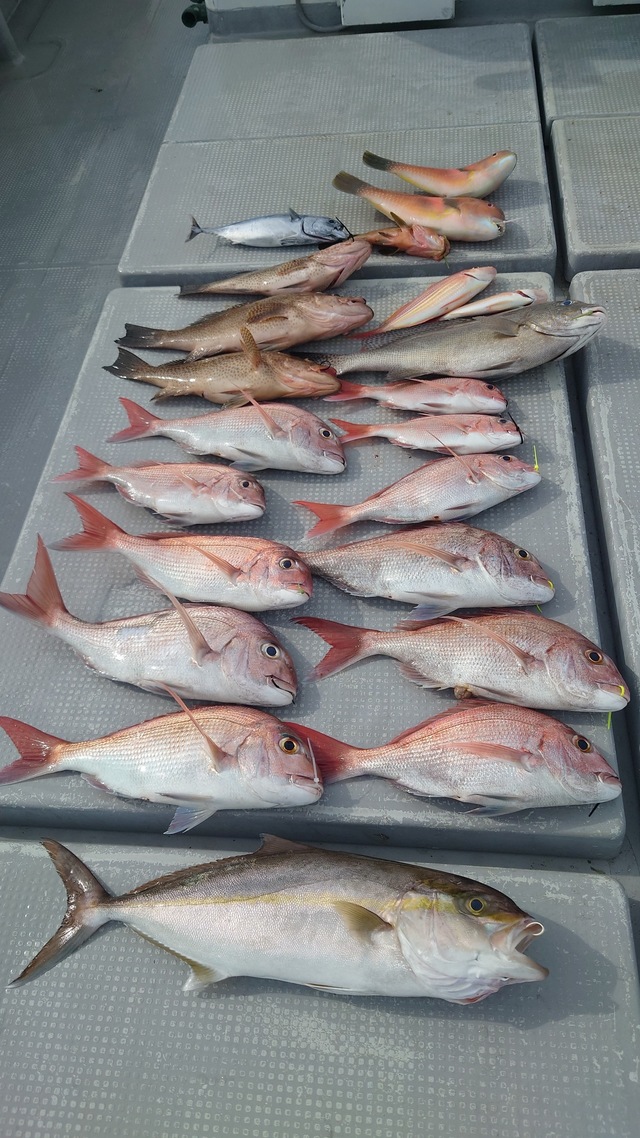 マダイ・オオモンハタ・ネリゴ(カンパチ)