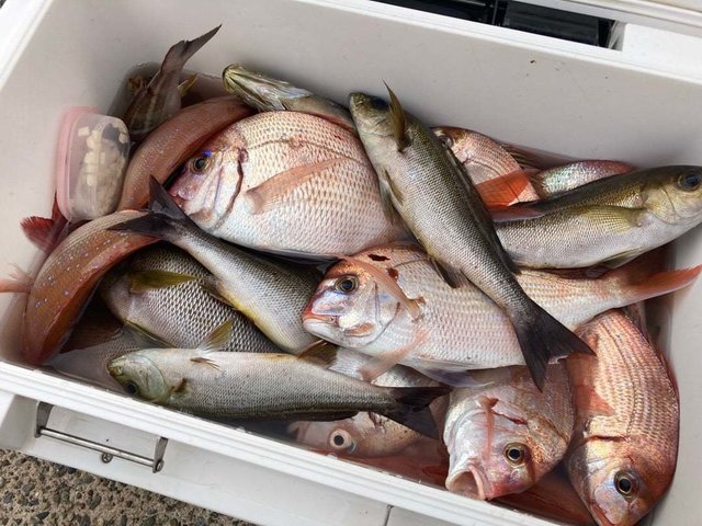 マダイ・ハナダイ(チダイ)・イサキ