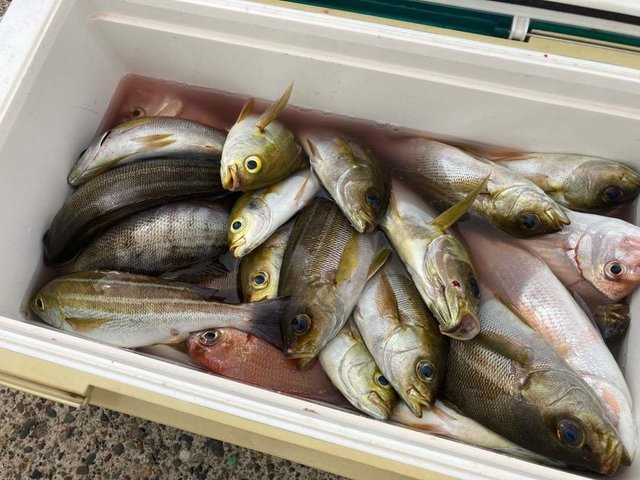 マダイ・ハナダイ(チダイ)・イサキ