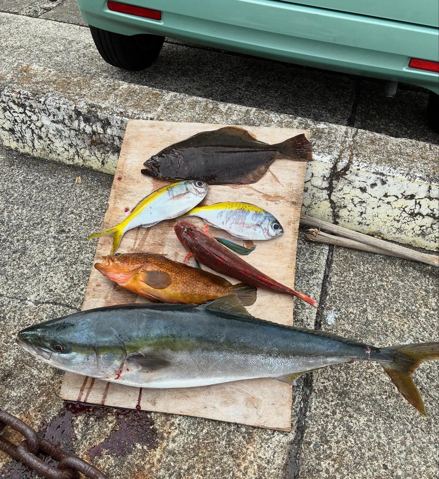 キジハタ・ワラサ(ブリ)・ウメイロ・ホウボウ・ヒラメ