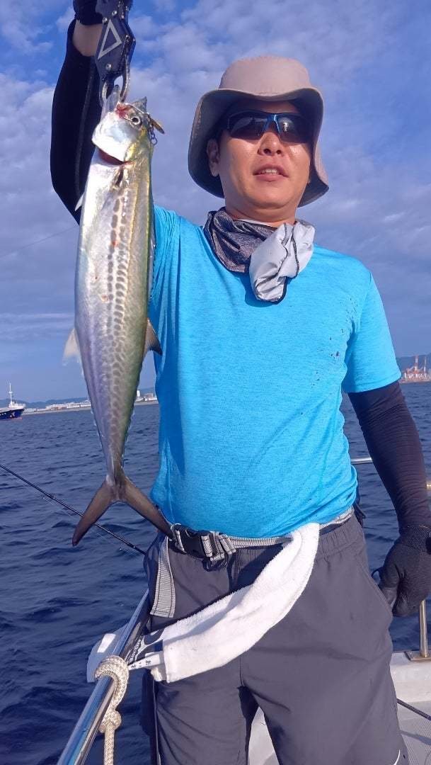 サゴシ(サワラ)