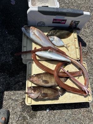 オオモンハタ・ツバス(ブリ)・シオ(カンパチ)・ヒラメ・アイブリ