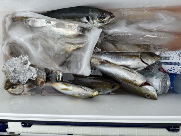 アジ(マアジ)・イサキ