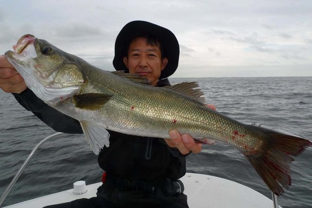 シーバス(スズキ)