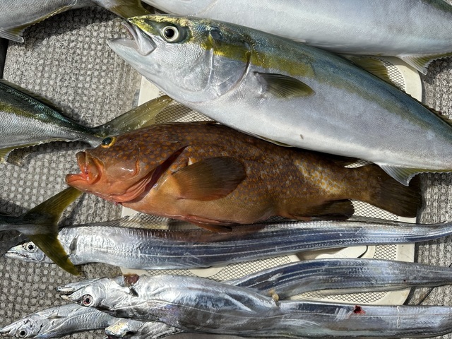 アコウ(キジハタ)・メジロ(ブリ)・タチウオ