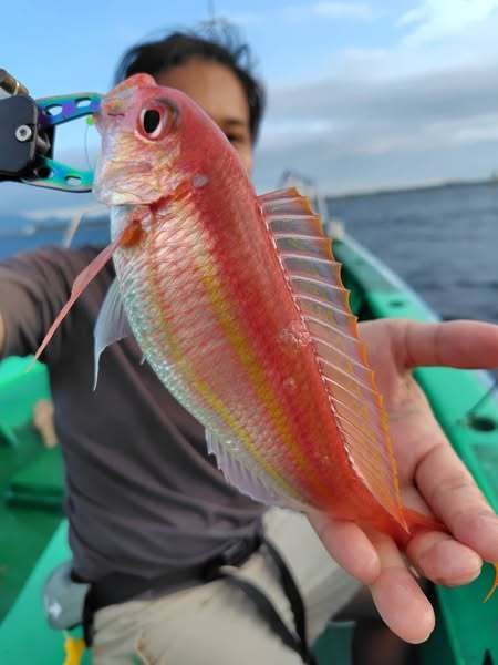 イトヨリ(イトヨリダイ)