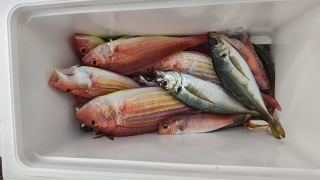 アジ(マアジ)・イトヨリ(イトヨリダイ)