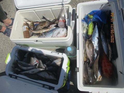 イサキ・ヒラソウダ