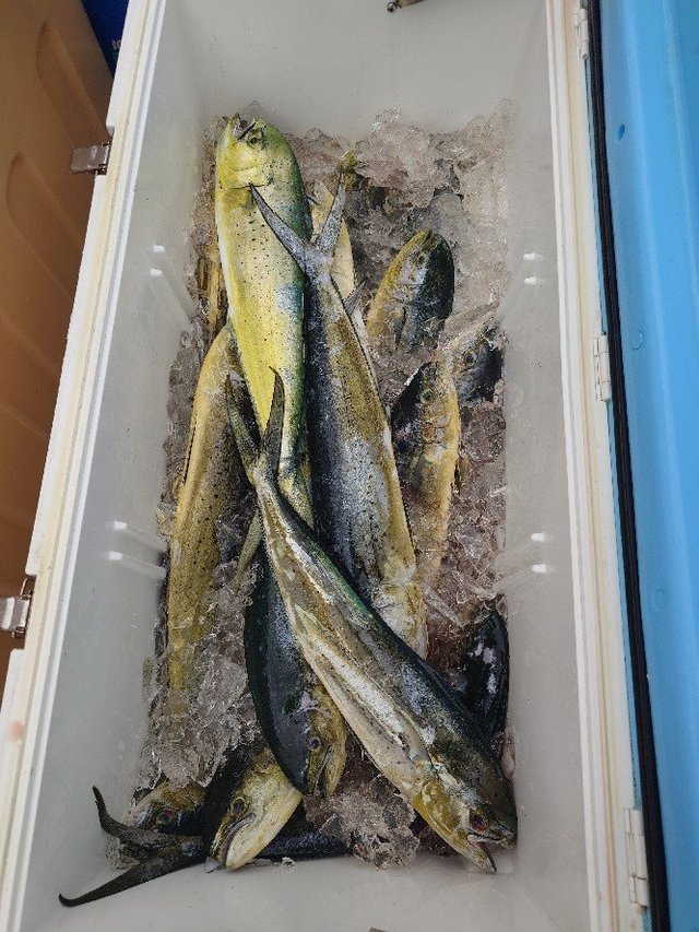 ペンペン(シイラ)