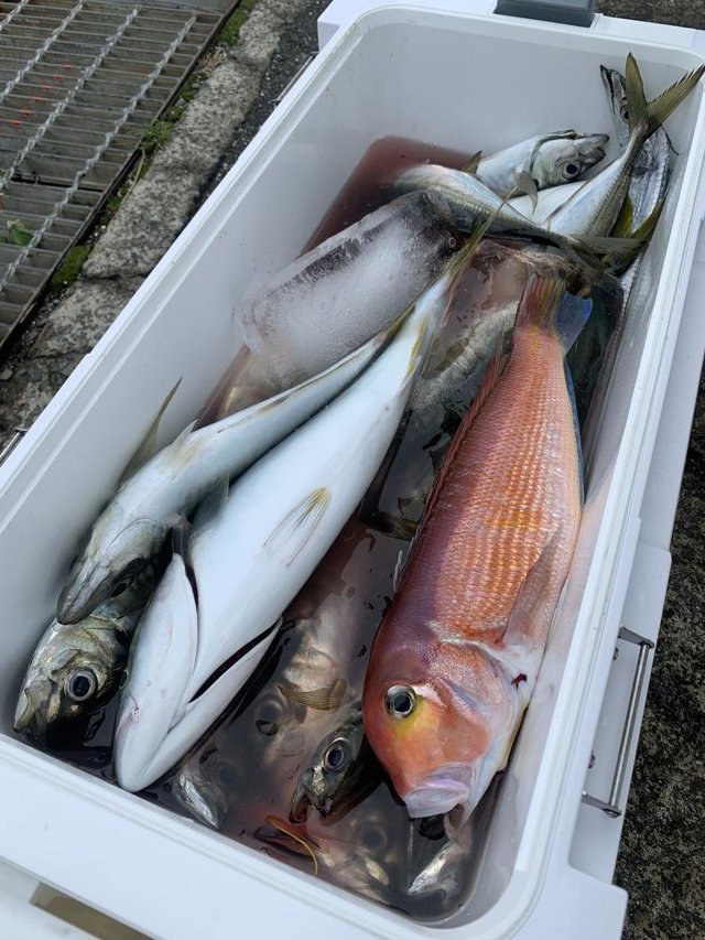 イナダ(ブリ)・アマダイ(アカアマダイ)