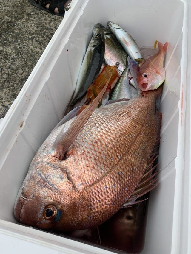 マダイ・イナダ(ブリ)