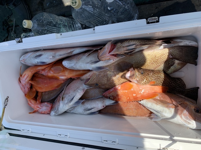 マダイ・アカハタ・オオモンハタ