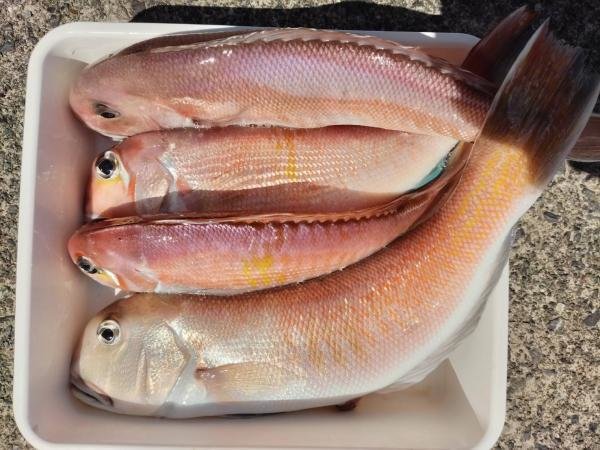 アマダイ(アカアマダイ)・シロアマダイ