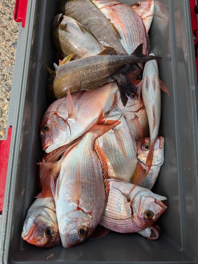 ハナダイ(チダイ)・イサキ